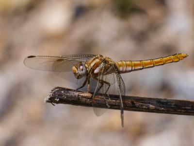 Orthétrum brun (L') Orthetrum brunneum (Boyer de Fonscolombe, 1837)