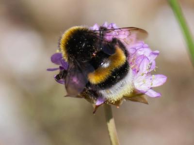 Bourdon terrestre (Le) Bombus terrestris (Linnaeus, 1758)