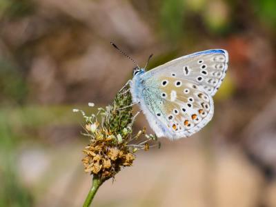 Azuré bleu-céleste (L'), Bel-Argus (Le), Argus ble Lysandra bellargus (Rottemburg, 1775)