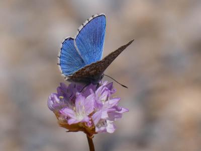 Azuré bleu-céleste (L'), Bel-Argus (Le), Argus ble Lysandra bellargus (Rottemburg, 1775)