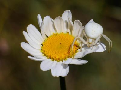 Misumène variable Misumena vatia (Clerck, 1758)