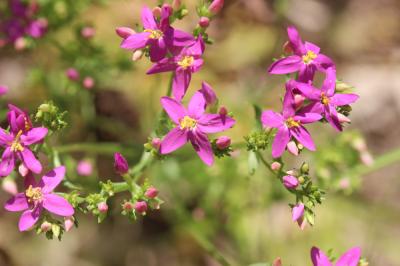 Grande Petite-centaurée Centaurium erythraea subsp. majus (Hoffmanns. & Link) Laínz, 1971
