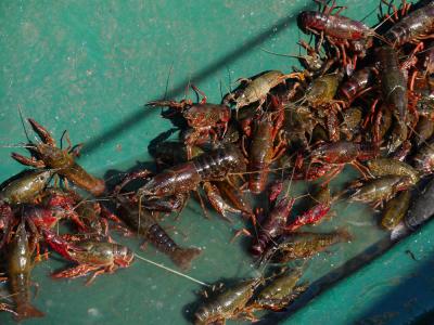 Écrevisse de Louisiane (L'), Écrevisse rouge de Lo Procambarus clarkii (Girard, 1852)