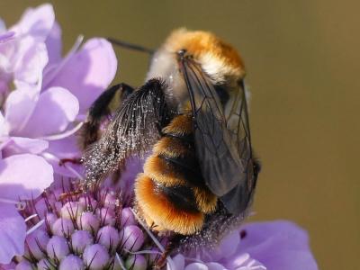  Dasypoda argentata Panzer, 1809