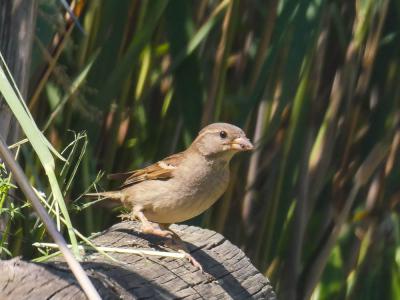 Moineau domestique Passer domesticus (Linnaeus, 1758)