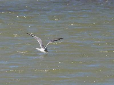 Sterne pierregarin Sterna hirundo Linnaeus, 1758