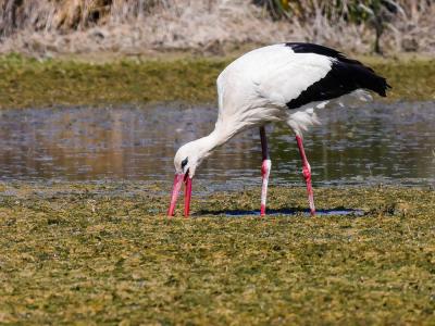 Cigogne blanche Ciconia ciconia (Linnaeus, 1758)