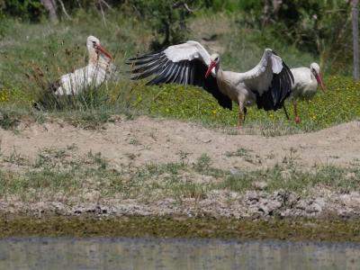 Cigogne blanche Ciconia ciconia (Linnaeus, 1758)