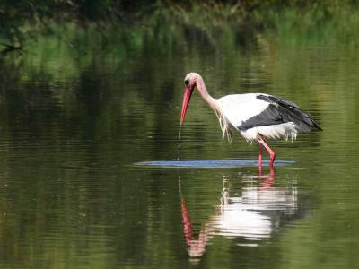 Cigogne blanche Ciconia ciconia (Linnaeus, 1758)