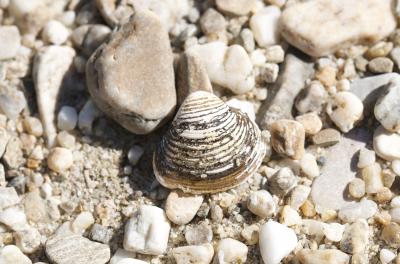 Corbicule asiatique Corbicula fluminea (O.F. Müller, 1774)