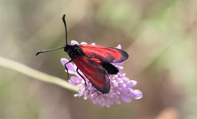 Zygène des garrigues (La), Zygène rubiconde (La),  Zygaena erythrus (Hübner, 1806)