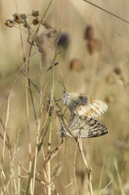 Echiquier ibérique (L'), Échiquier d'Ibérie (L') Melanargia lachesis (Hübner, 1790)