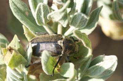 Anoxia villosa (Fabricius, 1782)