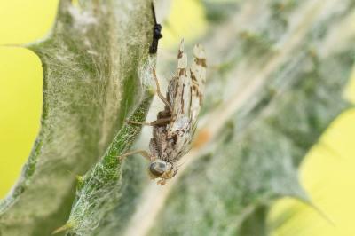 Tephritis postica (Loew, 1844)