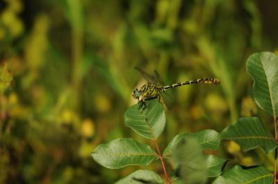 Gomphe à forceps (Le), Gomphe à pinces (Le) Onychogomphus forcipatus (Linnaeus, 1758)