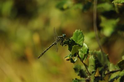 Gomphe de Graslin (Le), Gomphe à cercoïdes fourchu Gomphus graslinii Rambur, 1842