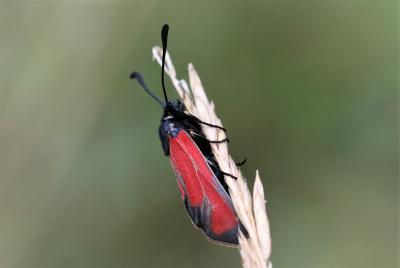 Zygène des garrigues (La), Zygène rubiconde (La),  Zygaena erythrus (Hübner, 1806)
