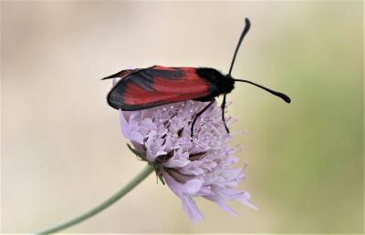 Zygène des garrigues (La), Zygène rubiconde (La),  Zygaena erythrus (Hübner, 1806)