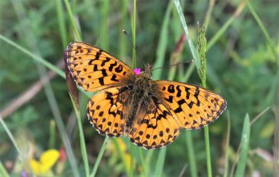 Nacré porphyrin (Le), Alezan (L'), Jason (Le), Gra Boloria titania (Esper, 1793)