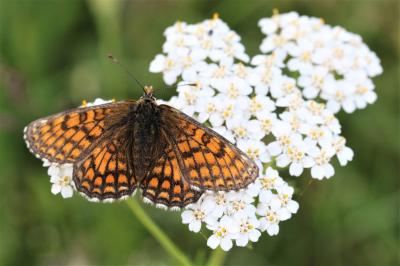 Mélitée de la Lancéole (La), Mélitée des Scabieuse Melitaea parthenoides Keferstein, 1851