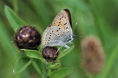 Cuivré écarlate (Le) Lycaena hippothoe (Linnaeus, 1760)