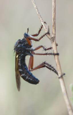  Dasypogon diadema (Fabricius, 1781)