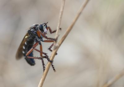  Dasypogon diadema (Fabricius, 1781)
