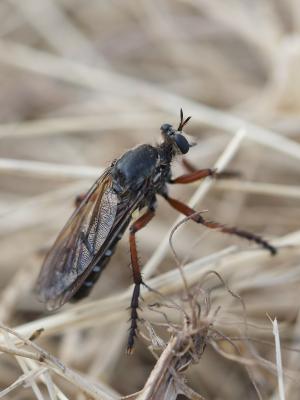  Dasypogon diadema (Fabricius, 1781)