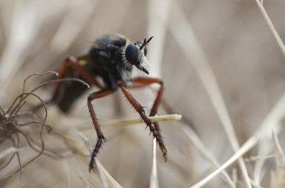  Dasypogon diadema (Fabricius, 1781)
