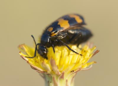 Mylabre variable Mylabris variabilis (Pallas, 1781)