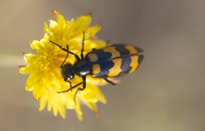 Mylabre variable Mylabris variabilis (Pallas, 1781)
