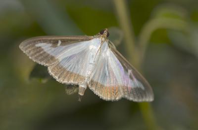 Pyrale du buis Cydalima perspectalis (Walker, 1859)