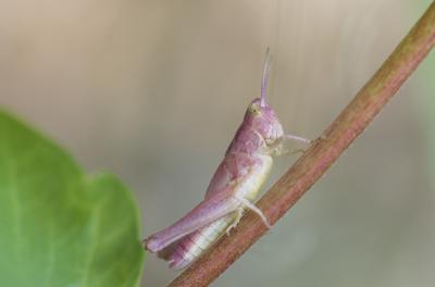  Chorthippus Fieber, 1852