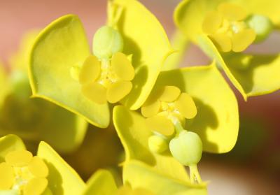 Euphorbe de Séguier Euphorbia seguieriana Neck., 1770