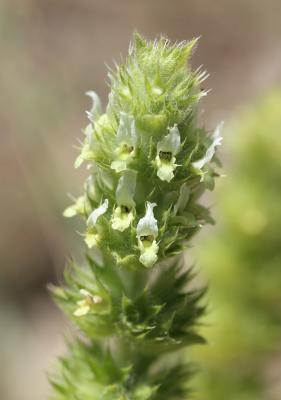  Sideritis provincialis (Jord. & Fourr. ex Rouy) Coulomb & J.-M.Tison, 2010