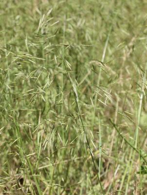 Brome des champs Bromus arvensis L., 1753