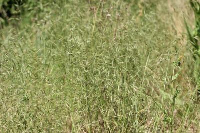 Brome des champs Bromus arvensis L., 1753