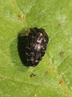  Trachys minutus (Linnaeus, 1758)