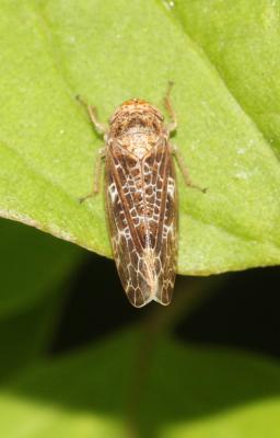  Allygus mixtus (Fabricius, 1794)
