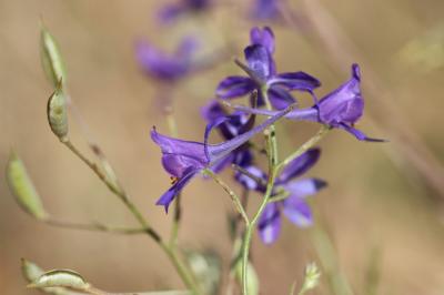 Dauphinelle Consoude Delphinium consolida L., 1753