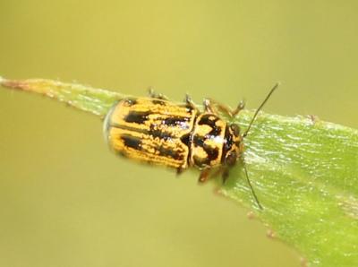  Pachybrachis hieroglyphicus Laicharting, 1781