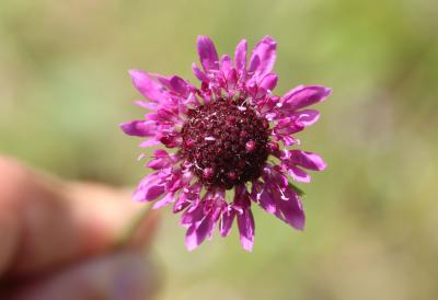 Scabieuse maritime Scabiosa atropurpurea var. maritima (L.) Fiori, 1903