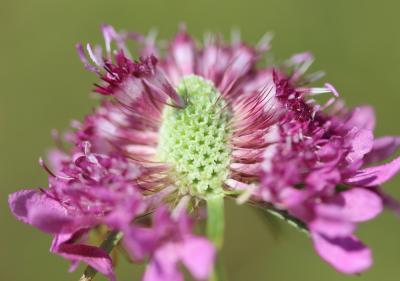 Scabieuse maritime Scabiosa atropurpurea var. maritima (L.) Fiori, 1903