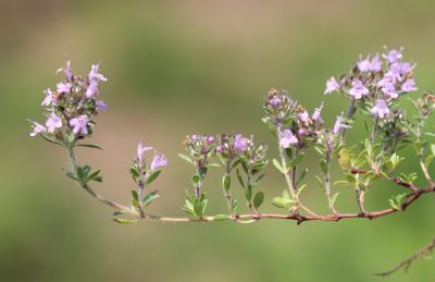 Thym précoce, Serpolet couchet Thymus praecox Opiz, 1824