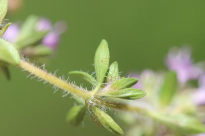 Thym précoce, Serpolet couchet Thymus praecox Opiz, 1824