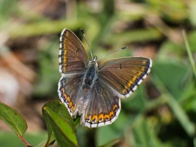 Azuré bleu-céleste (L'), Bel-Argus (Le), Argus ble Lysandra bellargus (Rottemburg, 1775)