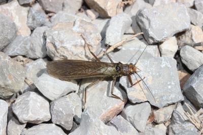  Perlidae Latreille, 1802