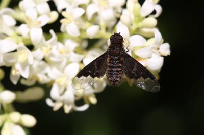  Hemipenthes morio (Linnaeus, 1758)