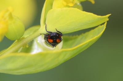  Penthimia nigra (Goeze, 1778)