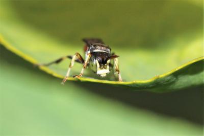  Harpactus affinis (Spinola, 1808)